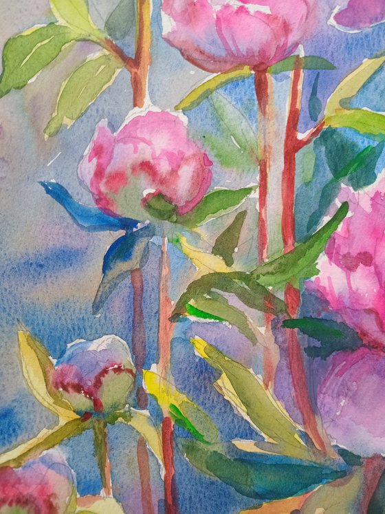 Peonies flowers