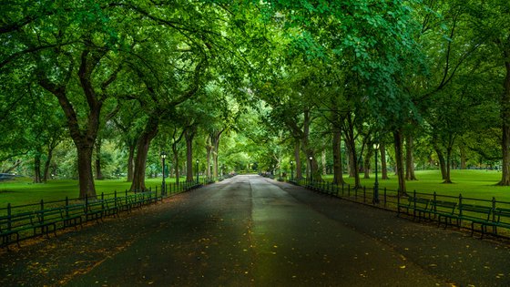 A MORNING IN CENTRAL PARK