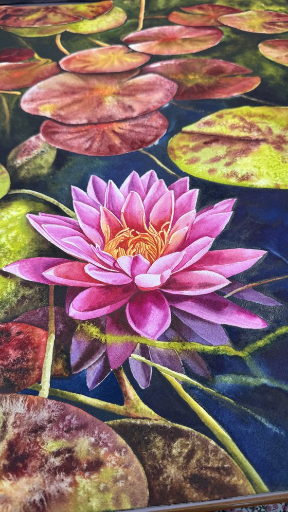 Water Lilies