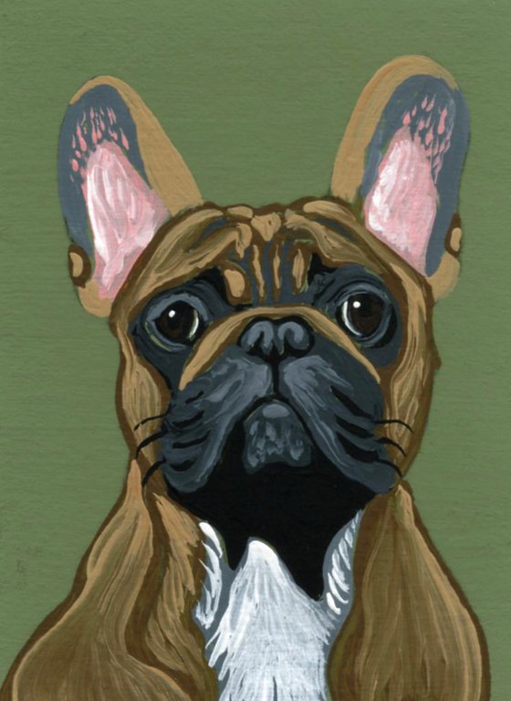 Fawn Tan French Bulldog