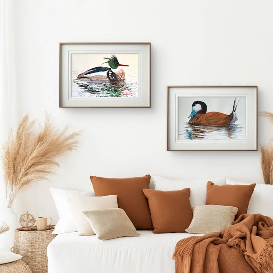 Rosse stekelstaart Ruddy Duck