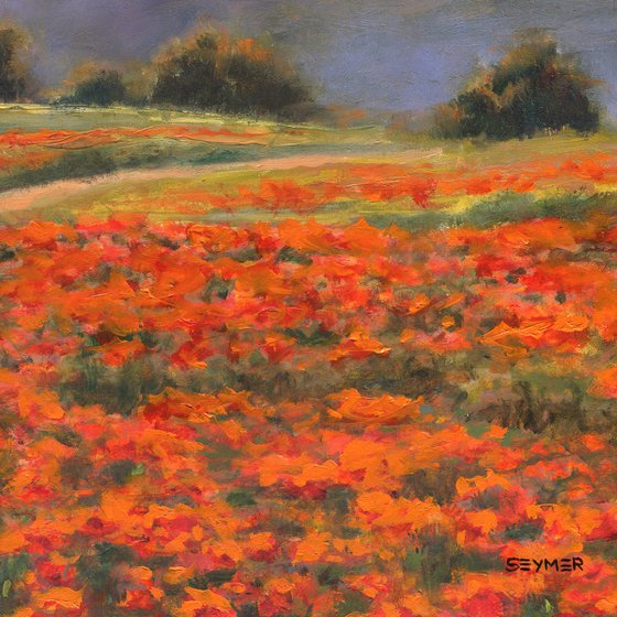 'Peaceful poppy field'