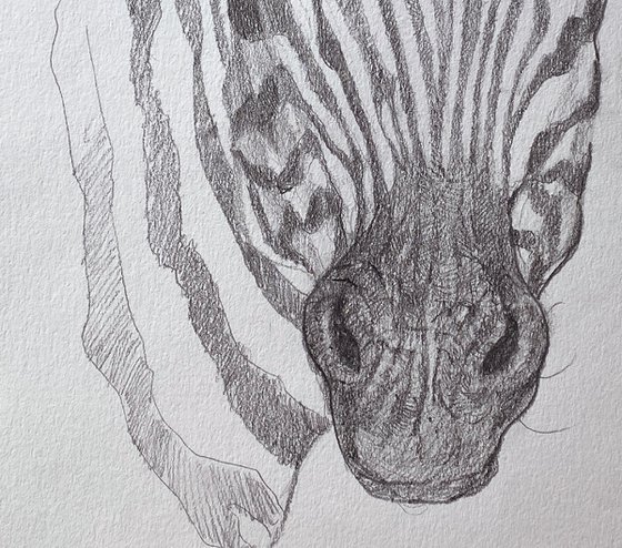 'Hey, you!'_Zebra Sketch