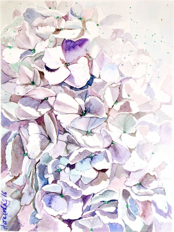 A White Hydrangea