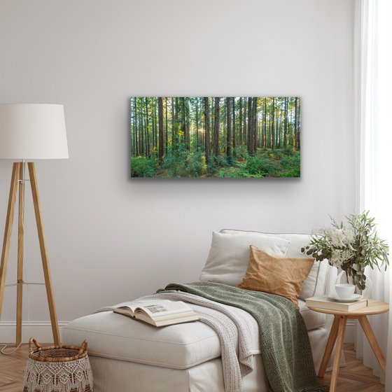 Redwood Panorama - II