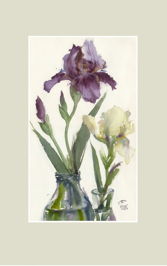 Purple and cream irises. Tender flowers