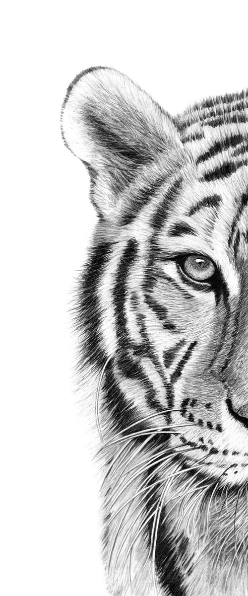Rajah ~ The Tiger by Paul Stowe