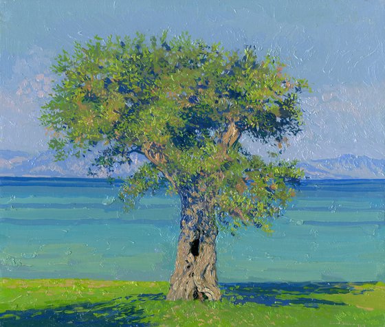 Olive tree on the Dassia