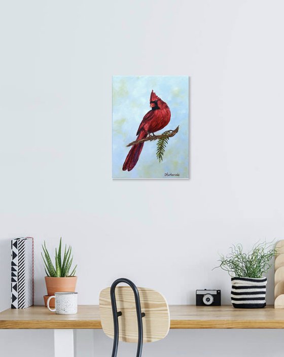 Beautiful cardinal