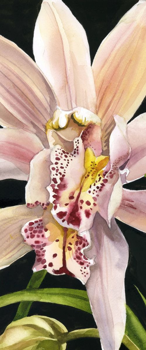 pink cymbidium orchid by Alfred  Ng