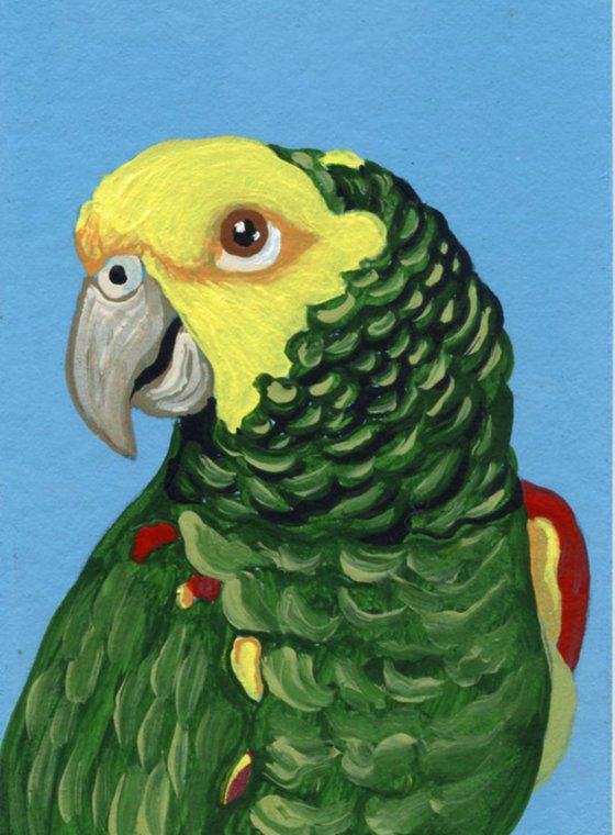 ACEO ATC Original Miniature Painting Double Yellow Head Amazon Parrot Pet Bird Art-Carla Smale