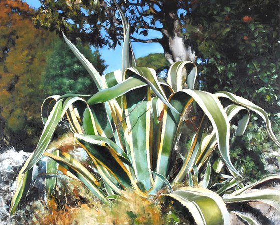 Agave