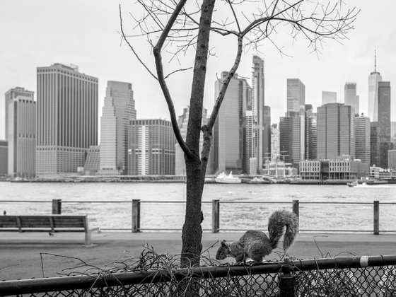 NATURE ON TH RIVER, MANHATTAN