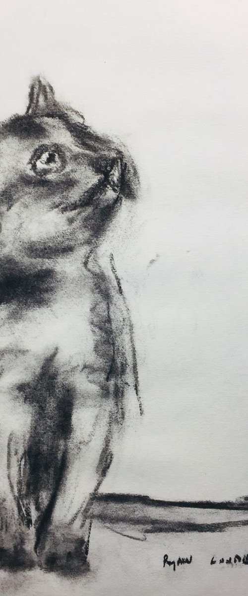 Of Kitten by Ryan  Louder