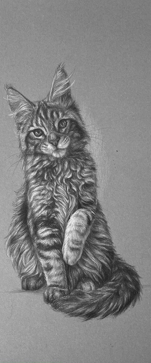 Main coon cat by Tatjana Bril