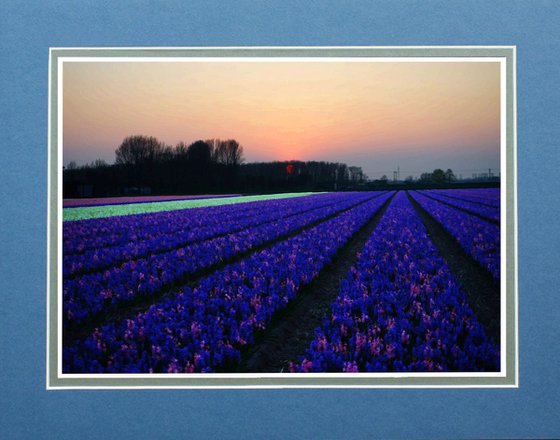 Lisse, Netherlands, sunset over the bulb fields.