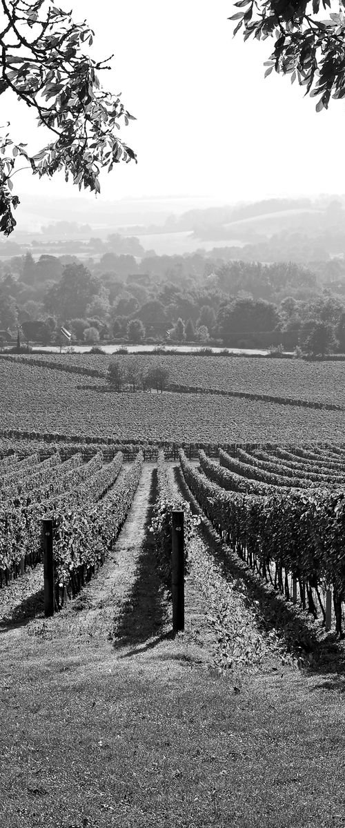 Exton Park Vineyard by Alex Cassels