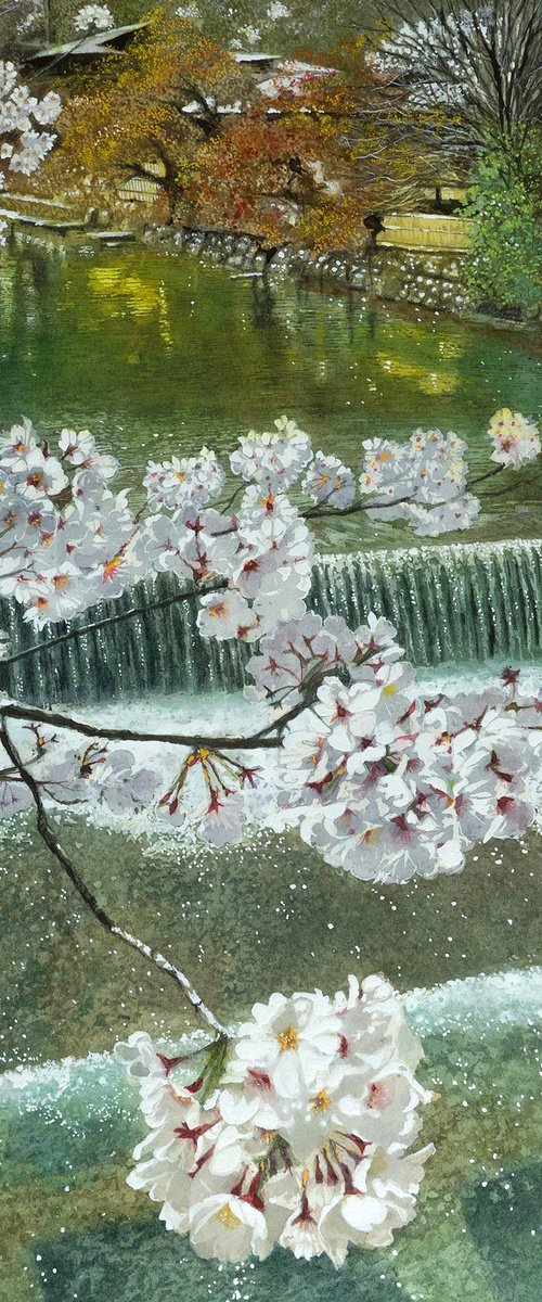 Kyoto Cherry Blossoms and River by Masato Watanabe