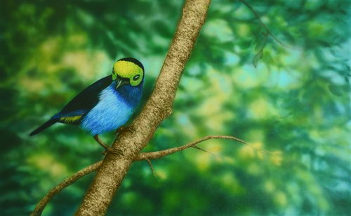 Bird of Paradise by Aida Taha