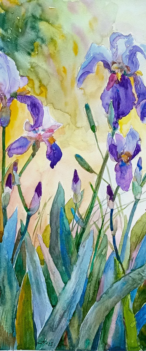 Charming irises by Ann Krasikova