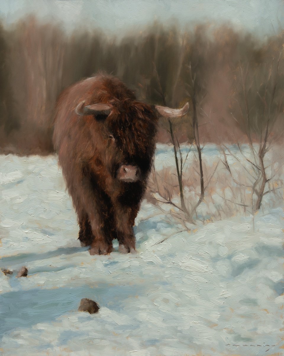 Highland cow by Robert Munning