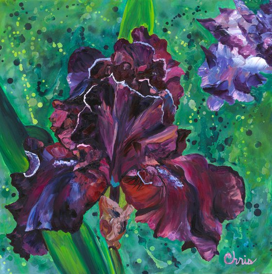 Rich Purple Iris