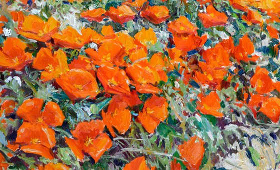 California Poppy In the Wild, Superbloom in the Mountains