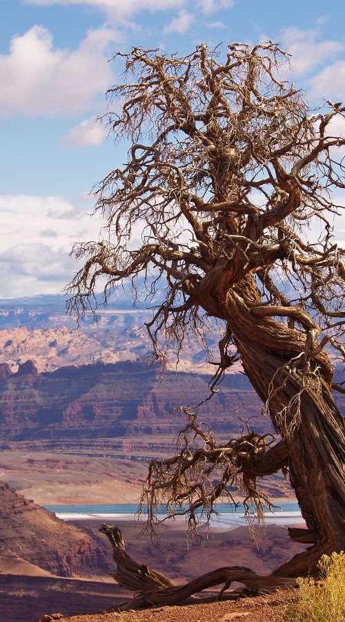 Twisted Juniper at Dead Horse Point by Alex Cassels