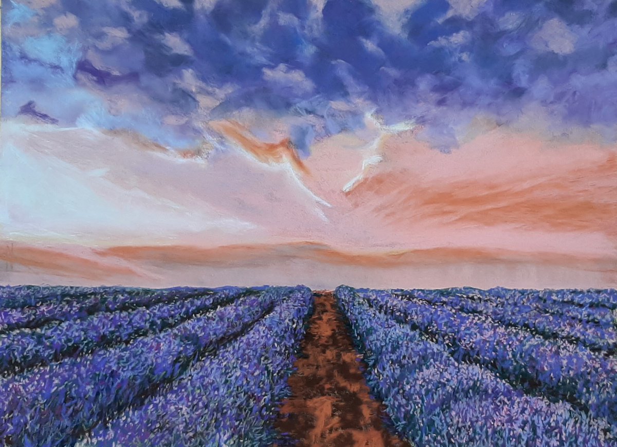 Lavender Fields by Anne Shaughnessy