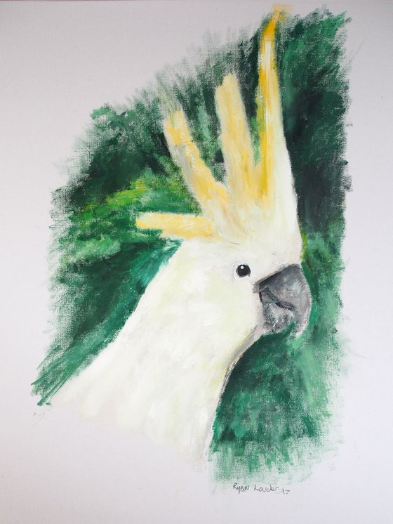 Cockatoo