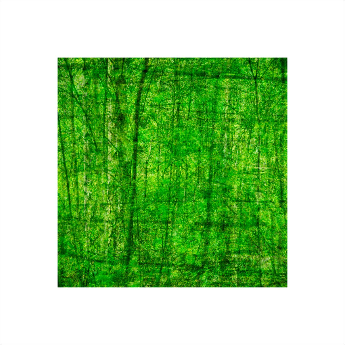 Organic Abstract Photograph By Paul Harrison, 30 X 30", Signs #22, Original Artwork