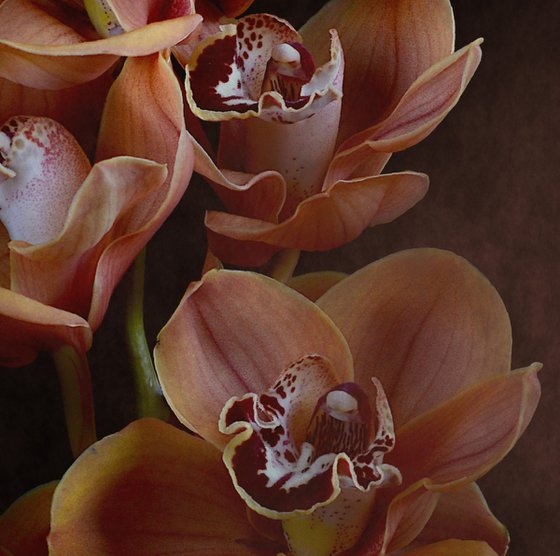 Mocha Boat Orchids