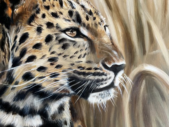 The Silent Watcher: Amur Leopard