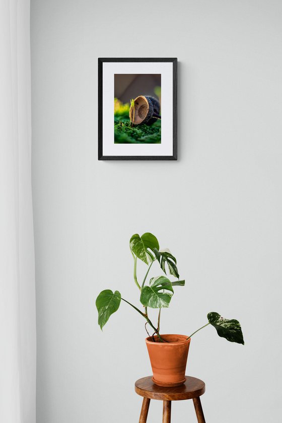 Mossy Love Story - matted