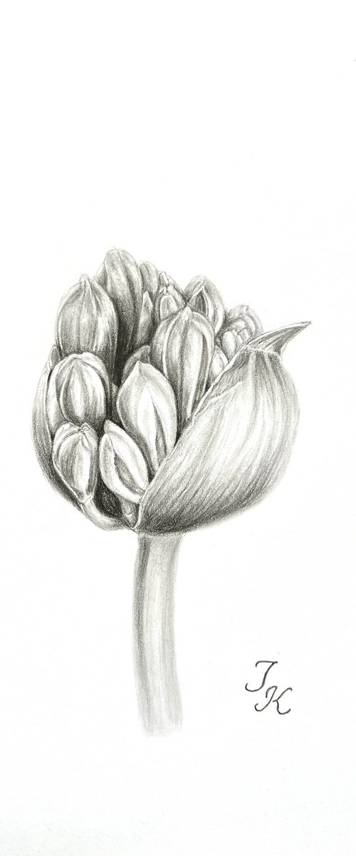 Agapanthus bud by Tetiana Kovalova