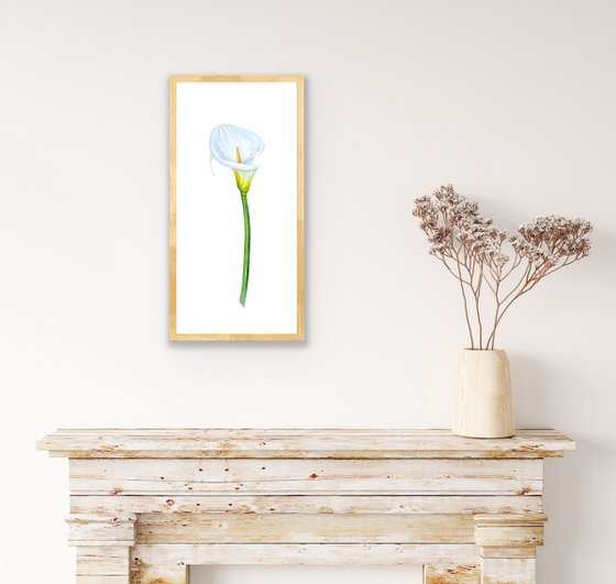 Zantedeschia white. Original watercolor artwork.