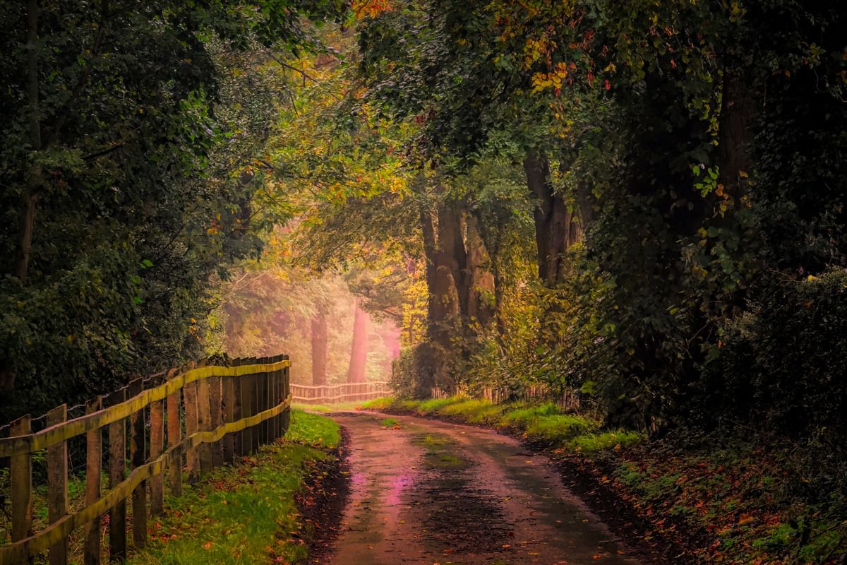 Autumn Road by Martin Fry