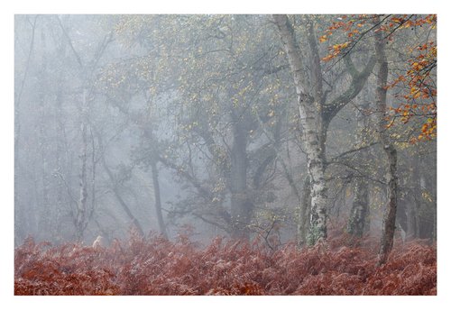 November Forest I by David Baker