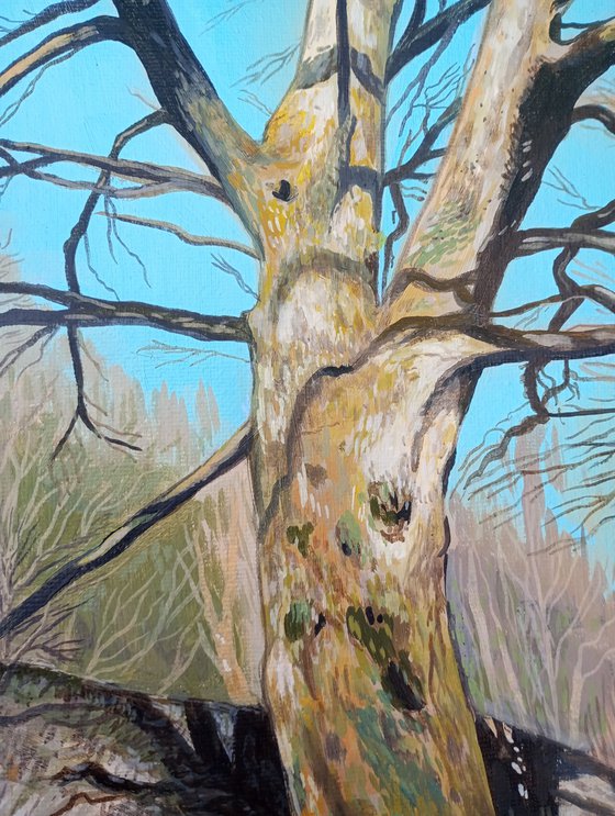 Lake District Tree-16x12 in