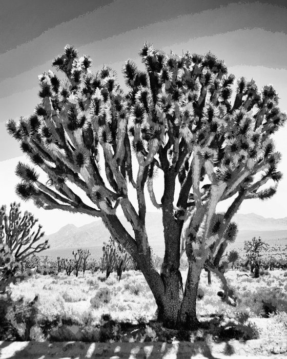 SHADES OF JOSHUA TREE Joshua Tree National Park CA