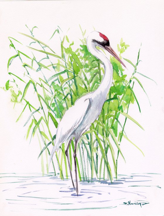 Whooping Crane