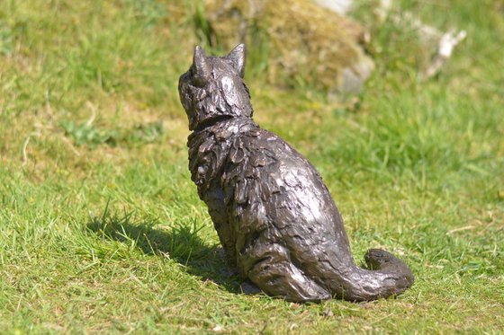 Longhaired Cat BR