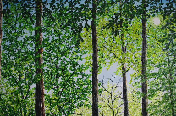 Springtime Shadows