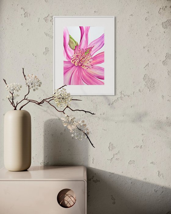 Magnolia flower