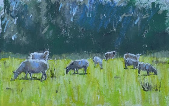 Cornish sheep