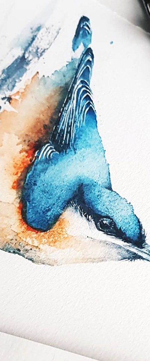 Nuthatch, wildlife, birds watercolours by Karolina Kijak