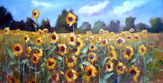 Sunflower field