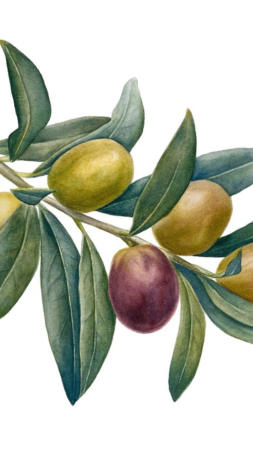 Olive Branch by Anna Lyashenko