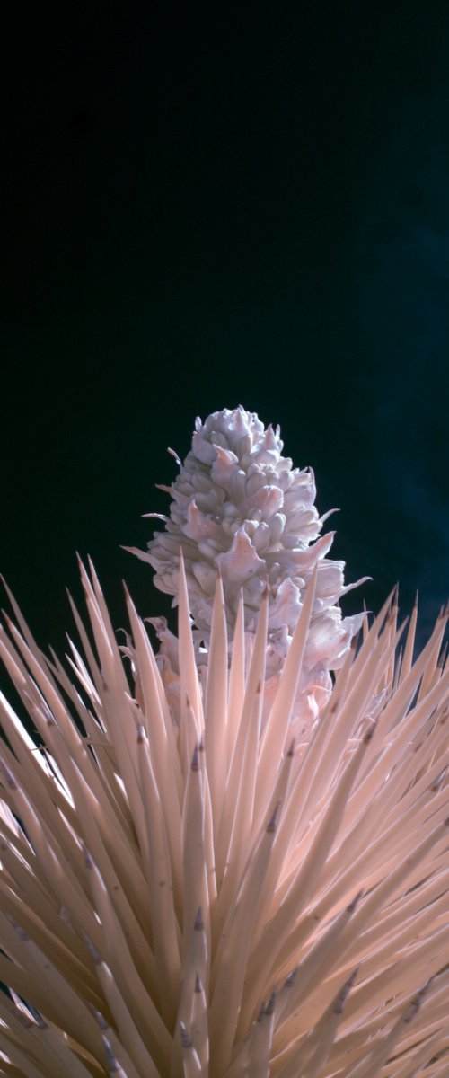 Nothing Here is Meant to Last by Mark Hannah