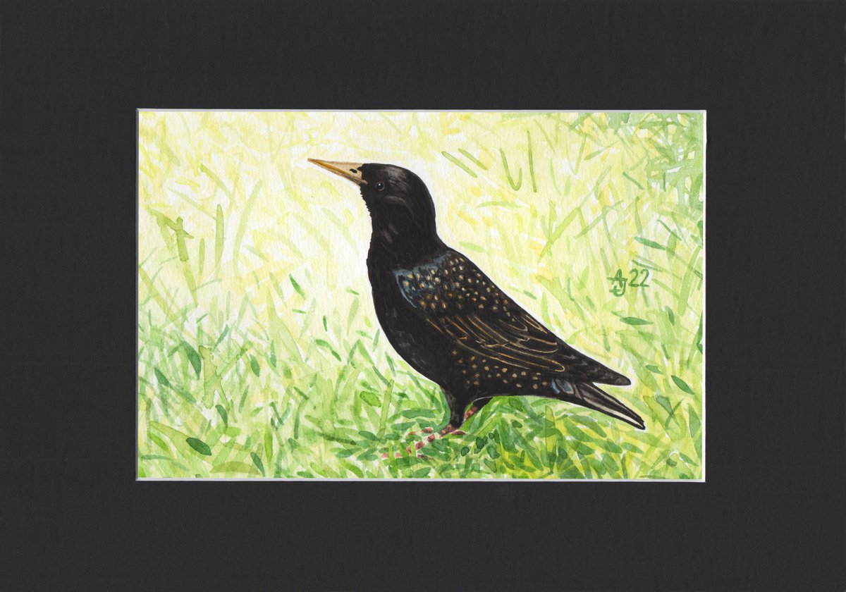 Wild nature - starling by Jolanta Czarnecka